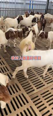 受孕期多久（波尔山羊怀孕期是多久）  第1张