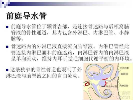 胎儿导水管(胎儿导水管) 第2张 胎儿导水管(胎儿导水管) 第2张