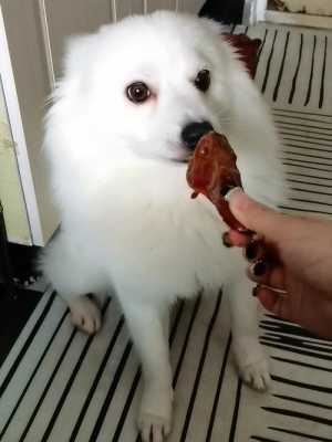 狗狗怀孕六十天还没生,今天吃了两个鸡腿桃子没红肿,狗孕期吃什么好 第3张 狗狗怀孕六十天还没生,今天吃了两个鸡腿桃子没红肿,狗孕期吃什么好 第3张