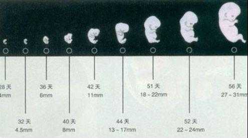 胎儿什么时候长眼睛(胎儿什么时候长眼睛鼻子) 第1张 胎儿什么时候长眼睛(胎儿什么时候长眼睛鼻子) 第1张