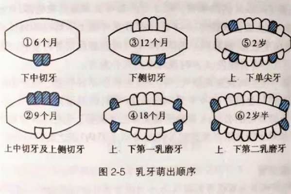 胎儿就长牙(婴儿何时长牙) 第1张 胎儿就长牙(婴儿何时长牙) 第1张
