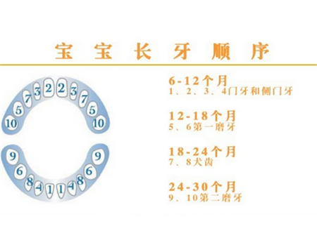 胎儿就长牙(婴儿何时长牙) 第2张 胎儿就长牙(婴儿何时长牙) 第2张