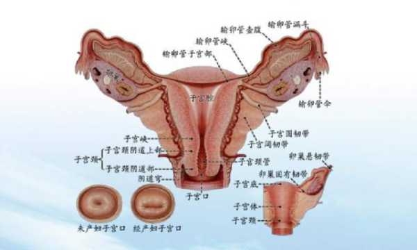 女性的外部生理结构解剖, 第1张 女性的外部生理结构解剖, 第1张