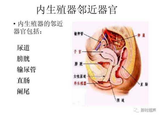 女性的外部生理结构解剖, 第3张 女性的外部生理结构解剖, 第3张