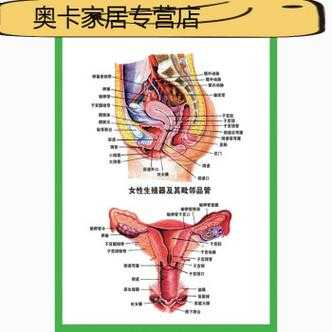 女性的外部生理结构解剖, 第2张 女性的外部生理结构解剖, 第2张
