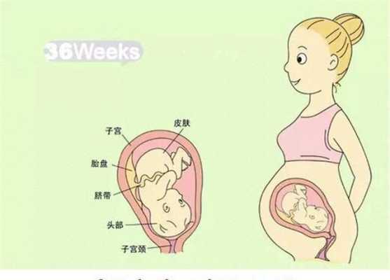 孕期宝宝图片(孕期宝宝图片1到9个月) 第1张 孕期宝宝图片(孕期宝宝图片1到9个月) 第1张