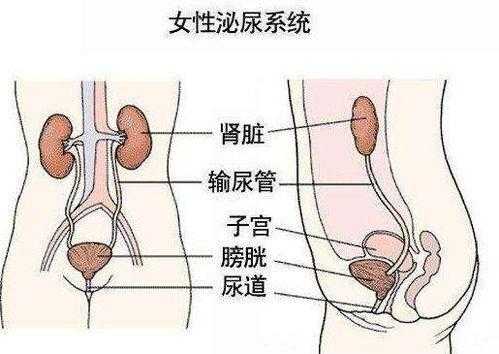 孕期小便多(孕期小便多是什么原因) 第1张 孕期小便多(孕期小便多是什么原因) 第1张