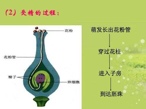 绿色循环圈哪些宝宝有两技能,胎儿循环图片 第1张 绿色循环圈哪些宝宝有两技能,胎儿循环图片 第1张