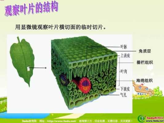 绿色循环圈哪些宝宝有两技能,胎儿循环图片 第2张 绿色循环圈哪些宝宝有两技能,胎儿循环图片 第2张