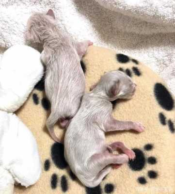 胎儿腹膜炎(猫早产是什么) 第3张 胎儿腹膜炎(猫早产是什么) 第3张
