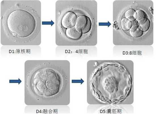 胚胎和胎儿区别(蜕膜组织和胚胎组织差别) 第2张 胚胎和胎儿区别(蜕膜组织和胚胎组织差别) 第2张