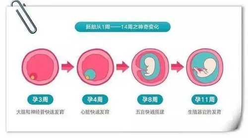 胎儿先发育什么器官(胎儿先发育什么器官) 第2张 胎儿先发育什么器官(胎儿先发育什么器官) 第2张