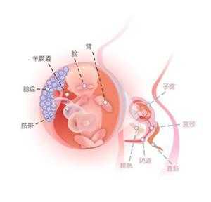 14周胎儿的位置(14周胎儿的位置在腹部哪里) 第1张 14周胎儿的位置(14周胎儿的位置在腹部哪里) 第1张
