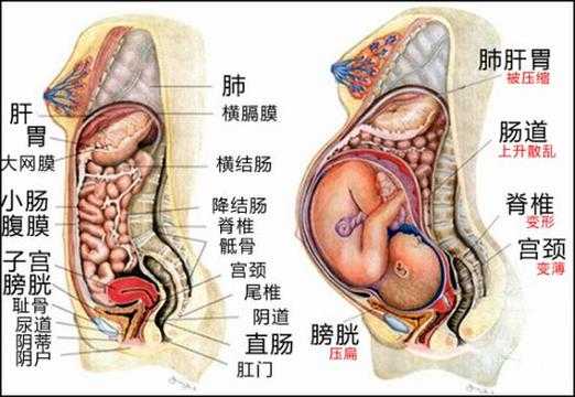孕期胃变化(孕期胃的变化) 第2张 孕期胃变化(孕期胃的变化) 第2张