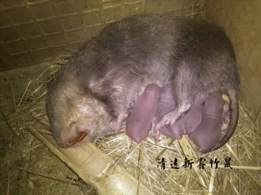 竹鼠怀孕怎么算时间,竹鼠孕期多少天 第3张 竹鼠怀孕怎么算时间,竹鼠孕期多少天 第3张