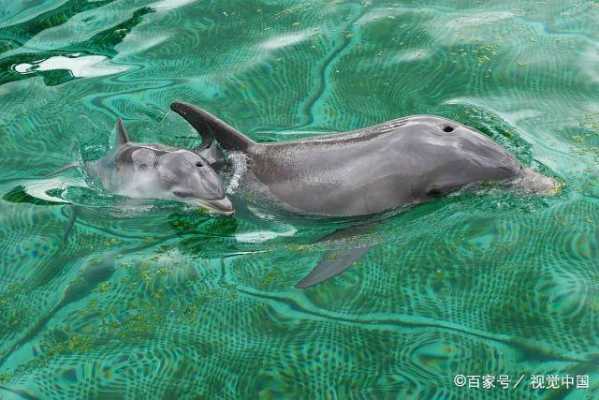 海豚对胎儿(海豚胎儿图片) 第1张 海豚对胎儿(海豚胎儿图片) 第1张