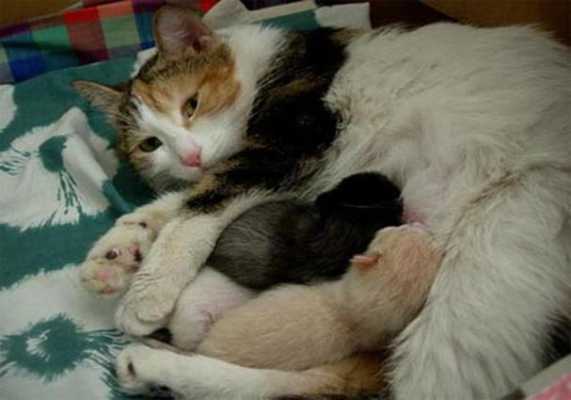 孕期接触猫(孕期接触猫) 第3张 孕期接触猫(孕期接触猫) 第3张