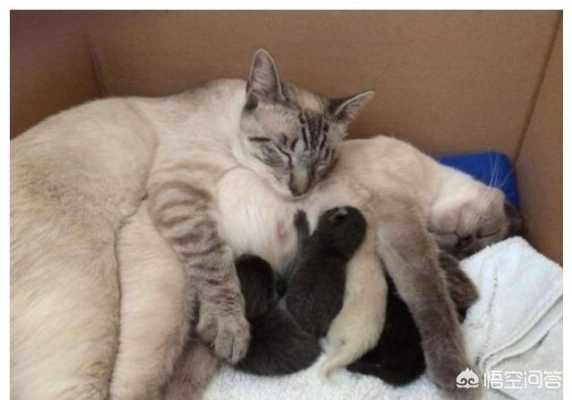 孕期接触猫(孕期接触猫) 第2张 孕期接触猫(孕期接触猫) 第2张