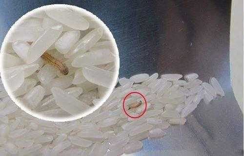 面条有米虫还能吃吗,孕期梦见虫子生男生女 第3张 面条有米虫还能吃吗,孕期梦见虫子生男生女 第3张