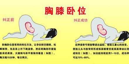 竹鼠摸胎位的正确手法,胎儿踢膀胱是什么胎位图片 第2张 竹鼠摸胎位的正确手法,胎儿踢膀胱是什么胎位图片 第2张
