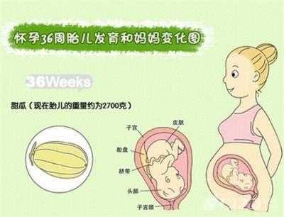 孕期孩子发育(怀孕36周,胎儿的发育情况具体是怎样的) 第2张 孕期孩子发育(怀孕36周,胎儿的发育情况具体是怎样的) 第2张