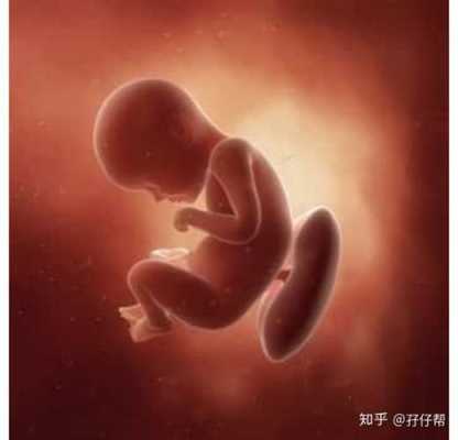 胎儿29周的发育情况(二十九周的胎儿有多重多大) 第2张 胎儿29周的发育情况(二十九周的胎儿有多重多大) 第2张