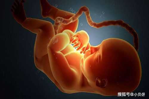 胎儿在肚子里趴着图片(胎儿在肚子里趴着图片) 第2张 胎儿在肚子里趴着图片(胎儿在肚子里趴着图片) 第2张