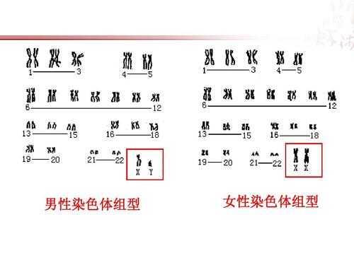 胎儿染色体怎么看男女（性别染色体是什么意思）  第2张