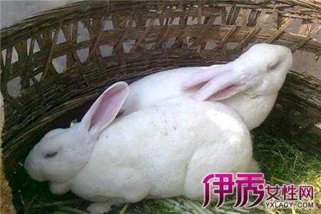 兔子怀孕期(兔子怀孕期间吃什么) 第3张 兔子怀孕期(兔子怀孕期间吃什么) 第3张