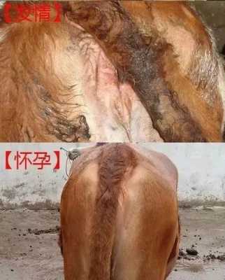 母牛怀孕期(牛一般怀胎几月) 第1张 母牛怀孕期(牛一般怀胎几月) 第1张