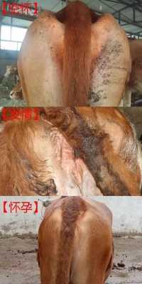 母牛怀孕期(牛一般怀胎几月) 第2张 母牛怀孕期(牛一般怀胎几月) 第2张