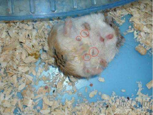 仓鼠怀孕期(仓鼠怀孕期是多久) 第1张 仓鼠怀孕期(仓鼠怀孕期是多久) 第1张