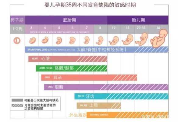 检查胎儿畸形最佳时间(检查胎儿畸形最佳时间是多久) 第2张 检查胎儿畸形最佳时间(检查胎儿畸形最佳时间是多久) 第2张