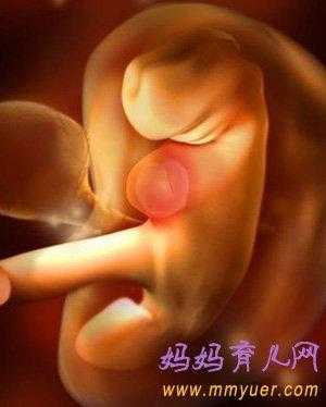 孕4周胎儿图(孕4周胎儿图片) 第1张 孕4周胎儿图(孕4周胎儿图片) 第1张
