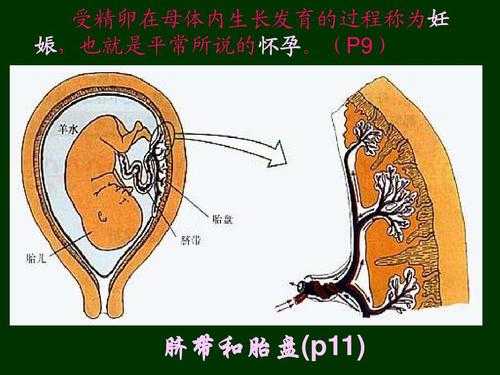 胎儿什么时候有胎盘(胎儿什么时候有胎盘和脐带) 第1张 胎儿什么时候有胎盘(胎儿什么时候有胎盘和脐带) 第1张