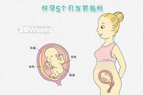 5个月胎儿有多大图片(5个月胎儿有多大图片图库) 第3张 5个月胎儿有多大图片(5个月胎儿有多大图片图库) 第3张