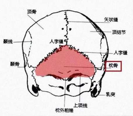 胎儿枕骨(胎儿枕骨是哪个部位) 第1张 胎儿枕骨(胎儿枕骨是哪个部位) 第1张