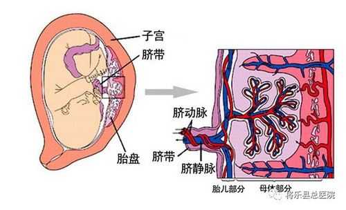 胎儿脐动脉两条是什么意思,胎儿双动脉是什么意思 第2张 胎儿脐动脉两条是什么意思,胎儿双动脉是什么意思 第2张