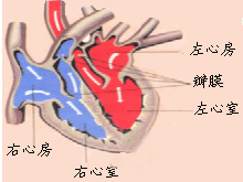 胎儿三房心(胎儿三房心需要引产吗) 第2张 胎儿三房心(胎儿三房心需要引产吗) 第2张