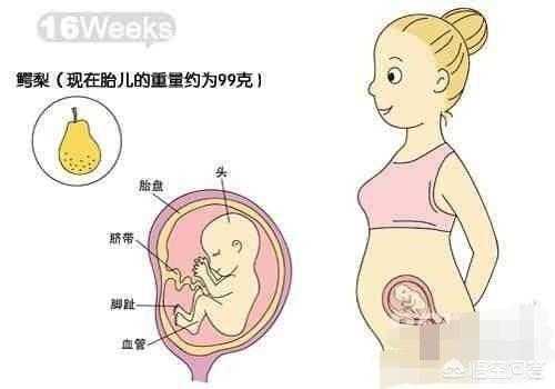 胎儿不爱动是女孩吗(胎儿不爱动是女孩吗还是男孩) 第3张 胎儿不爱动是女孩吗(胎儿不爱动是女孩吗还是男孩) 第3张