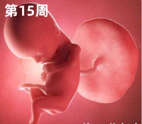 孕16周胎儿稳定了吗(孕16周胎儿稳定了吗正常吗) 第2张 孕16周胎儿稳定了吗(孕16周胎儿稳定了吗正常吗) 第2张