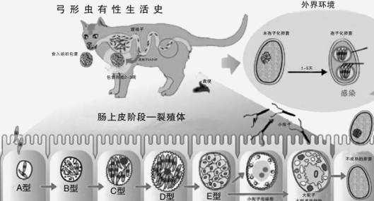 养狗会导致胎儿畸形吗（怀孕几个月后就不怕弓形虫了）  第2张
