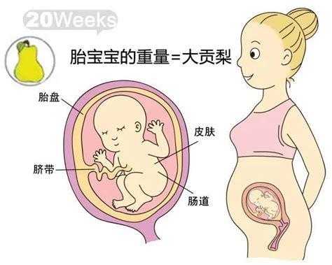 胎儿心脏几个月发育完全(胎儿心脏几个月发育完全成熟?) 第2张 胎儿心脏几个月发育完全(胎儿心脏几个月发育完全成熟?) 第2张
