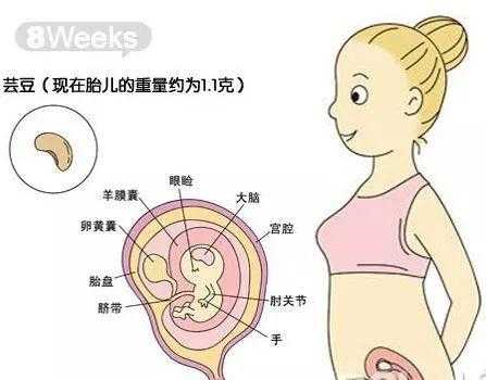 产期和孕期(产期和孕期的区别) 第1张 产期和孕期(产期和孕期的区别) 第1张