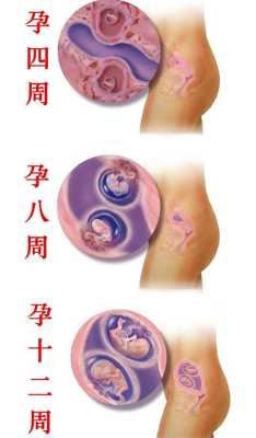 胎儿发芽(胎儿发芽要几周) 第2张 胎儿发芽(胎儿发芽要几周) 第2张