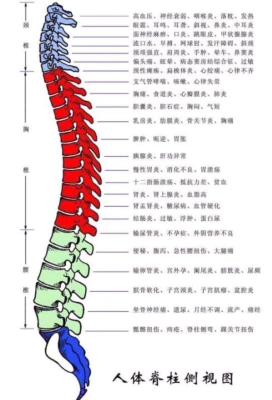 怀孕胎儿脊柱(怀孕胎儿脊柱生理弯曲什么意思) 第2张 怀孕胎儿脊柱(怀孕胎儿脊柱生理弯曲什么意思) 第2张