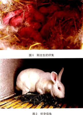 母兔连配不怀孕怎么回事,易孕期没怀孕正常吗 第3张 母兔连配不怀孕怎么回事,易孕期没怀孕正常吗 第3张