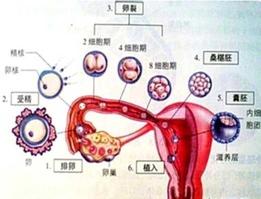 胎儿着床期(受精卵结合后几天才会着床) 第3张 胎儿着床期(受精卵结合后几天才会着床) 第3张