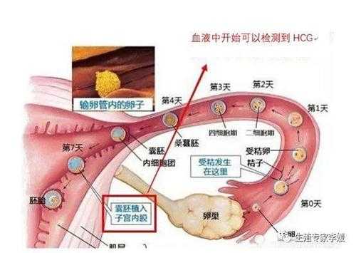 怀得高和怀得低的区别,胎儿怀的下有什么需要注意的 第3张 怀得高和怀得低的区别,胎儿怀的下有什么需要注意的 第3张