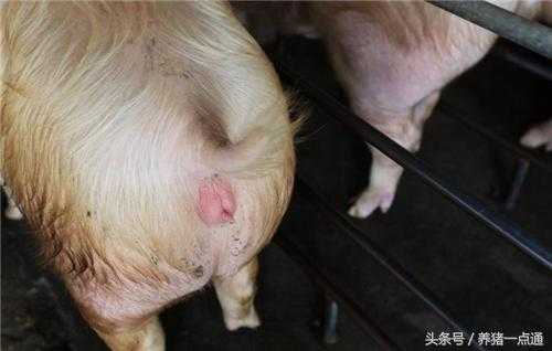 猪孕期多久(猪怀孕多少天) 第2张 猪孕期多久(猪怀孕多少天) 第2张